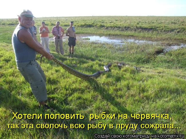 Котоматрица: так эта сволочь всю рыбу в пруду сожрала... Хотели половить  рыбки на червячка,