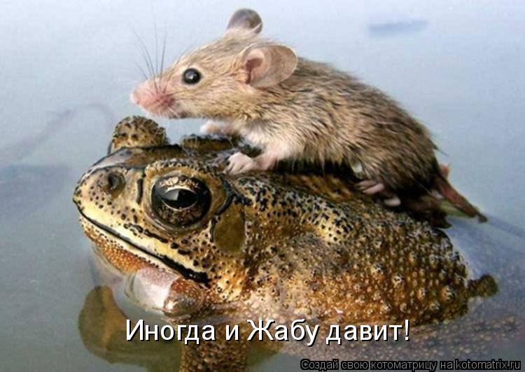 Котоматрица: Иногда и Жабу давит!