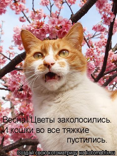 Котоматрица: Весна! Цветы заколосились. И кошки во все тяжкие  пустились.