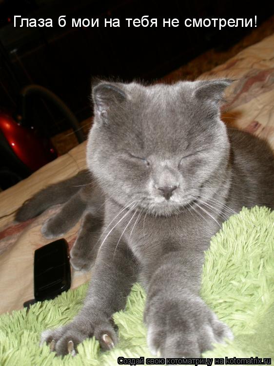 Котоматрица: Глаза б мои на тебя не смотрели!