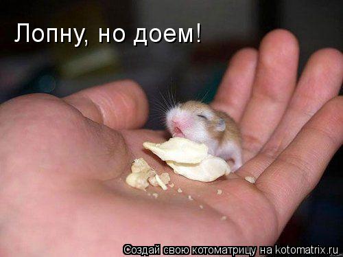 Котоматрица: Лопну, но доем!