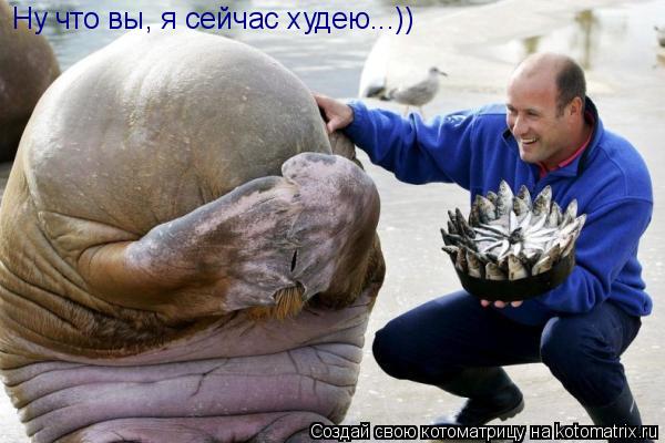 Котоматрица: Ну что вы, я сейчас худею...))