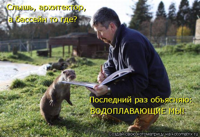 Котоматрица: Слышь, архитектор, а бассейн то где? Последний раз объясняю: ВОДОПЛАВАЮЩИЕ МЫ!