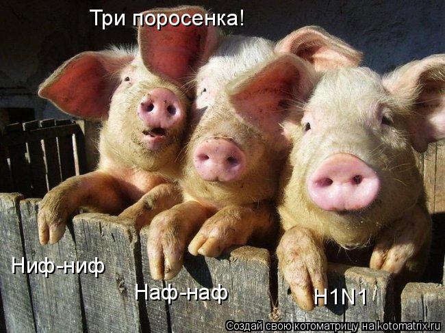 Котоматрица: Три поросенка! Ниф-ниф Наф-наф Н1N1