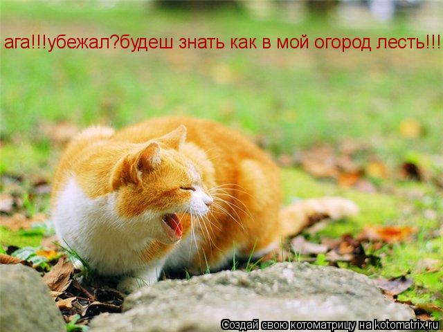 Котоматрица: ага!!!убежал?будеш знать как в мой огород лесть!!!!...(((((