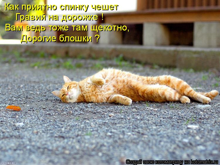 Как приятно спинку чешет Гравий на дорожке ! Вам ведь тоже там щекотно, Дорогие блошки ?... Котоматрица: Как приятно спинку чешет Гравий на дорожке ! Вам ведь тоже там щекотно, Дорогие блошки ?