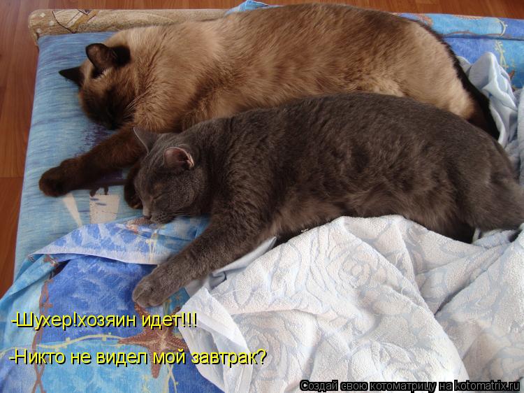 Котоматрица: -Никто не видел мой завтрак? -Шухер!хозяин идет!!!
