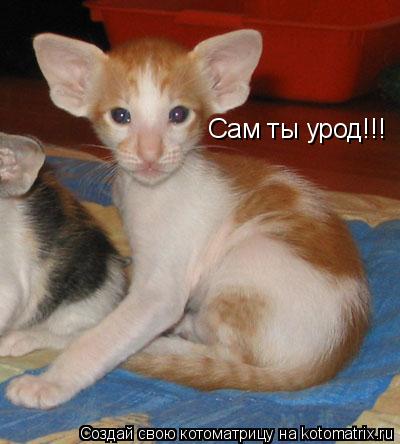 Котоматрица: Сам ты урод!!!