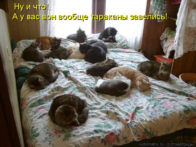 Ну и что! А у вас вон вообще тараканы завелись!... Котоматрица: Ну и что! А у вас вон вообще тараканы завелись!