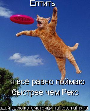 Котоматрица: Ептить я всё равно поймаю  быстрее чем Рекс