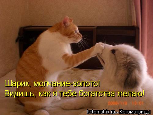 Шарик, молчание-золото! Видишь, как я тебе богатства желаю!... Котоматрица: Шарик, молчание-золото! Видишь, как я тебе богатства желаю!