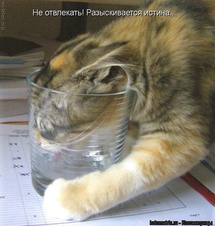 Не отвлекать! Разыскивается истина...... Котоматрица: Не отвлекать! Разыскивается истина...