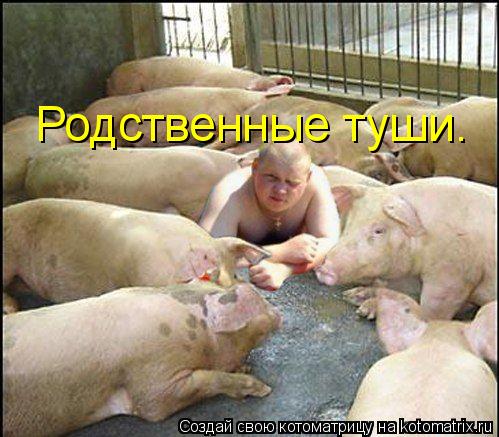 Котоматрица: Родственные туши.