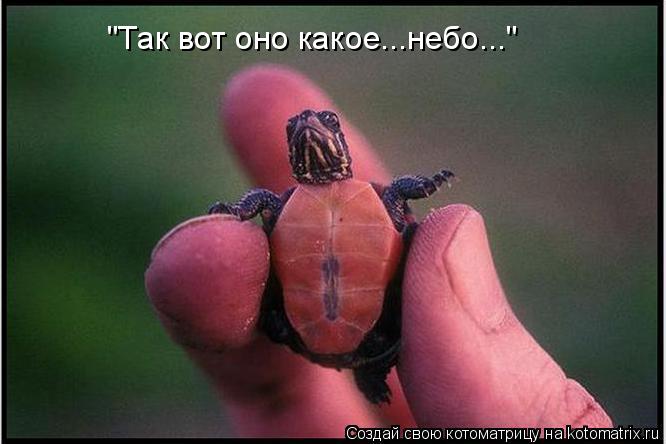 "Так вот оно какое...небо..."... Котоматрица: "Так вот оно какое...небо..."