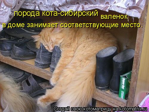 Котоматрица: в доме занимает соответствующие место. порода кота-сибирский  валенок