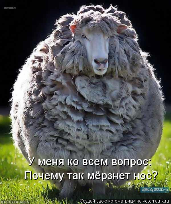 Котоматрица: У меня ко всем вопрос:  Почему так мёрзнет нос?