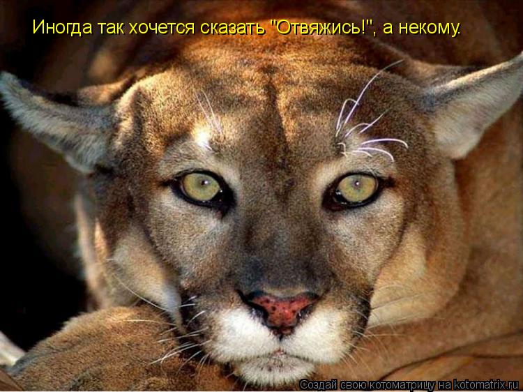 Котоматрица: Иногда так хочется сказать "Отвяжись!", а некому.