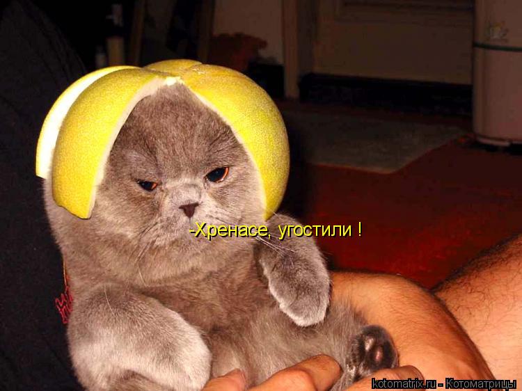 Котоматрица: -Хренасе, угостили !