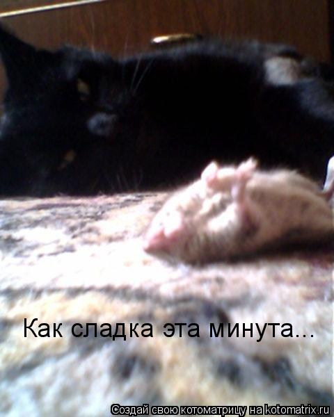 Котоматрица: Как сладка эта минута...