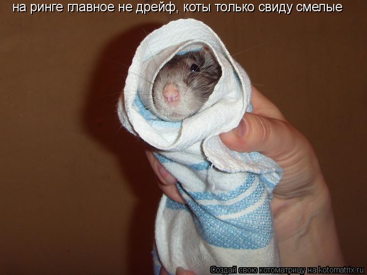 Котоматрица: на ринге главное не дрейф, коты только свиду смелые