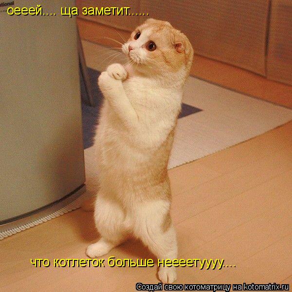 Котоматрица: оееей.... ща заметит...... что котлеток больше неееетуууу....