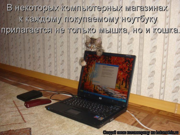 Котоматрица: В некоторых компьютерных магазинах к каждому покупаемому ноутбуку прилагается не толъко мышка, но и кошка.