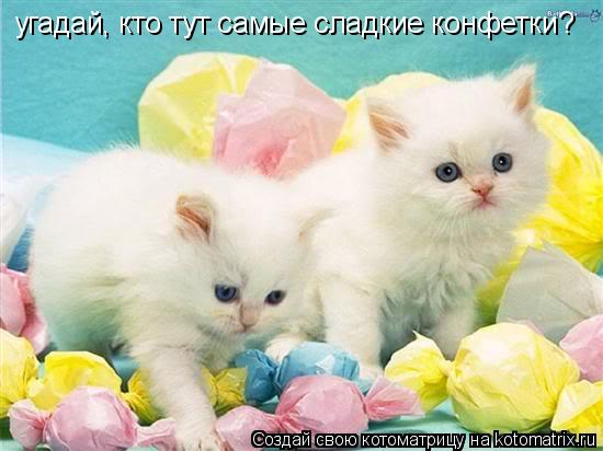 Котоматрица: угадай, кто тут самые сладкие конфетки?