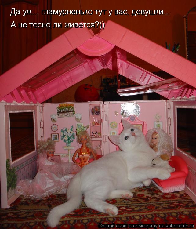 Да уж... гламурненько тут у вас, девушки... А не тесно ли живется?))... Котоматрица: Да уж... гламурненько тут у вас, девушки... А не тесно ли живется?))
