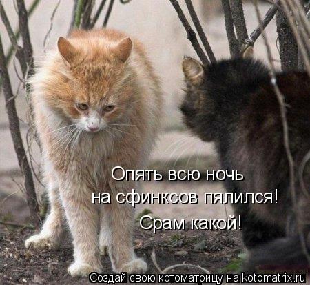 Котоматрица: Опять всю ночь   на сфинксов пялился! Срам какой!