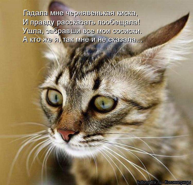 А кто же я, так мне и не сказала... И правду рассказать пообещала! Ушла, забравши все мои сосиски. Га... Котоматрица: А кто же я, так мне и не сказала... И правду рассказать пообещала! Ушла, забравши все мои сосиски. Гадала мне чернявенькая киска,