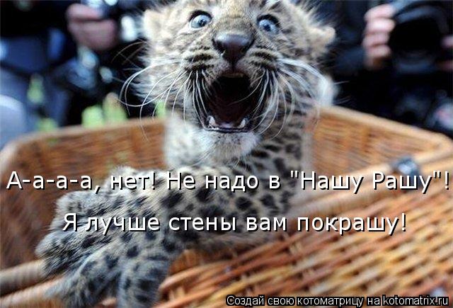 Котоматрица: Я лучше стены вам покрашу! А-а-а-а, нет! Не надо в "Нашу Рашу"!