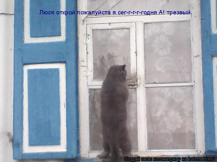 Котоматрица: Люся открой пожалуйста я сег-г-г-г-годня А! трезвый.