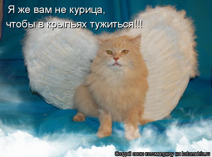 Котоматрица: Я же вам не курица, чтобы в крыльях тужиться!!!