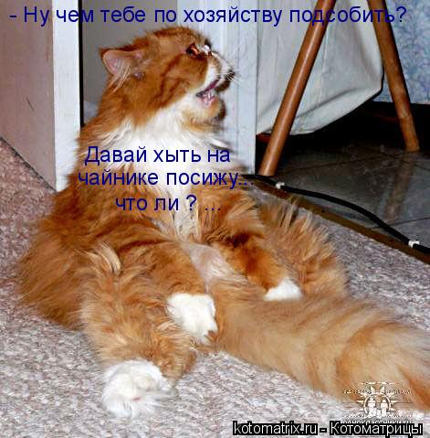 Котоматрица: Давай хыть на  чайнике посижу... что ли ? ... - Ну чем тебе по хозяйству подсобить?