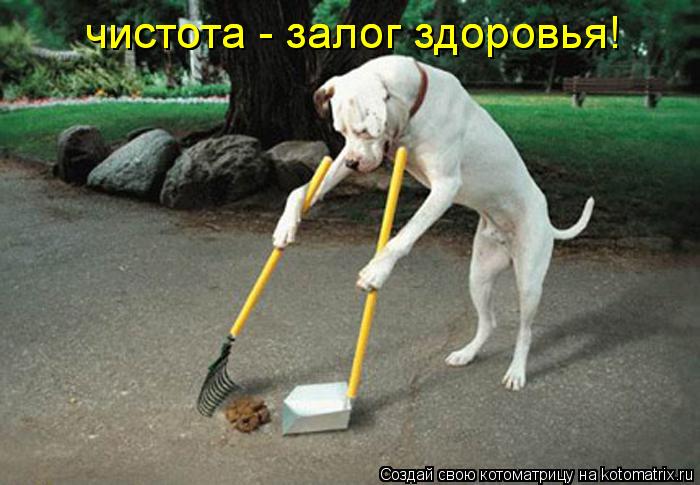 Котоматрица: чистота - залог здоровья! чистота - залог здоровья!