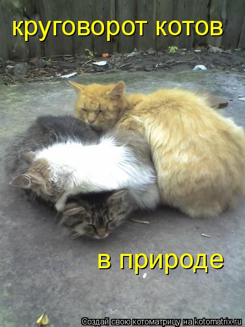 Котоматрица: круговорот котов в природе