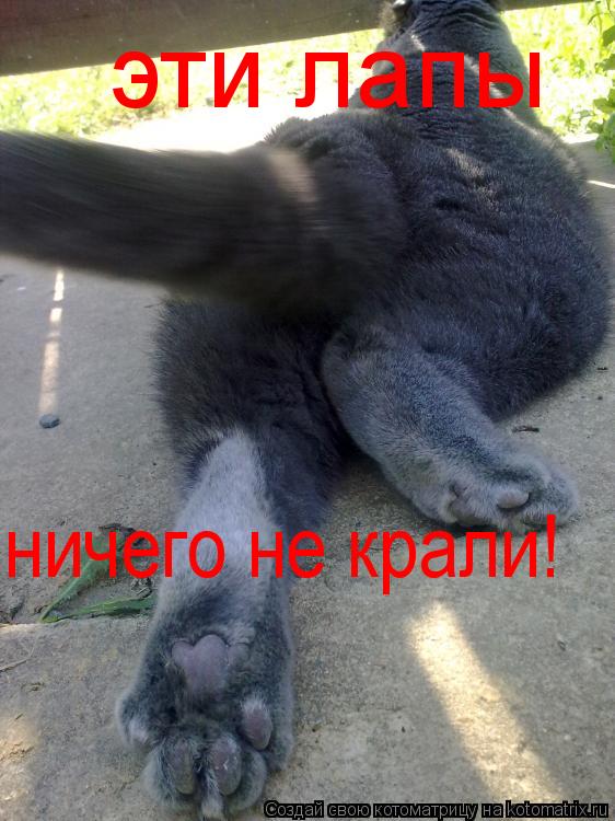 Котоматрица: эти лапы  ничего не крали!