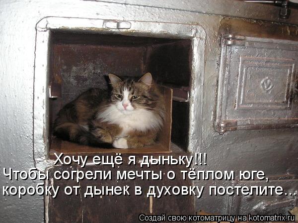 Котоматрица: Хочу ещё я дыньку!!! Чтобы согрели мечты о тёплом юге, коробку от дынек в духовку постелите...