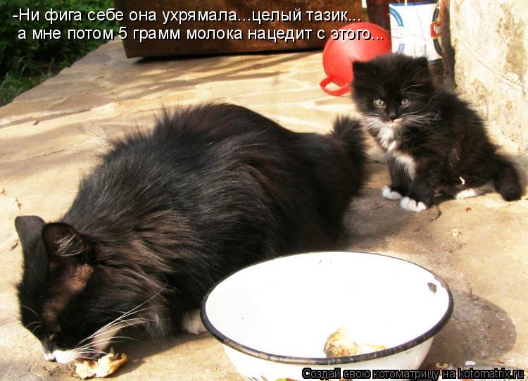 -Ни фига себе она ухрямала...целый тазик... а мне потом 5 грамм молока нацедит с этого...... Котоматрица: -Ни фига себе она ухрямала...целый тазик... а мне потом 5 грамм молока нацедит с этого...