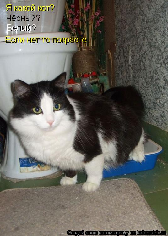 Котоматрица: Я какой кот? Чёрный? Белый? Если нет то покрасте.