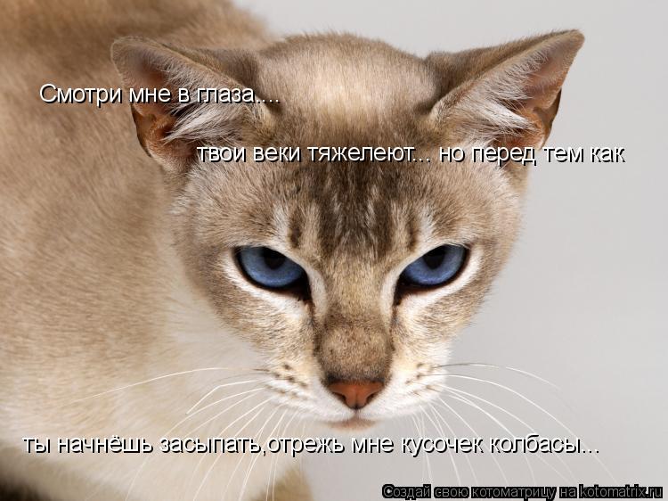 Котоматрица: Смотри мне в глаза.... твои веки тяжелеют... но перед тем как  ты начнёшь засыпать,отрежь мне кусочек колбасы...