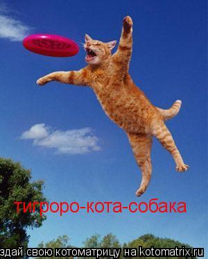 Котоматрица: тигроро-кота-собака