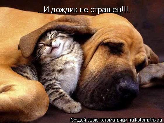 Котоматрица: ...И дождик не страшен!!!...