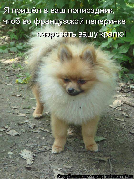Котоматрица: Я пришёл в ваш полисадник, чтоб во французской пелеринке очаровать вашу кралю!
