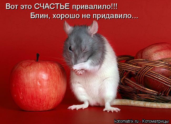 Вот это СЧАСТЬЕ привалило!!! Блин, хорошо не придавило...... Котоматрица: Вот это СЧАСТЬЕ привалило!!! Блин, хорошо не придавило...