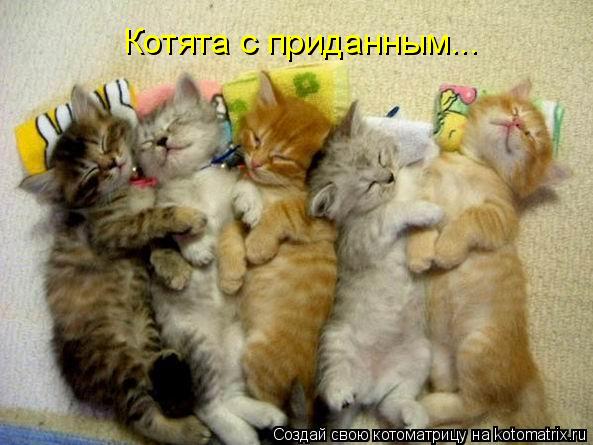 Котоматрица: Котята с приданным...