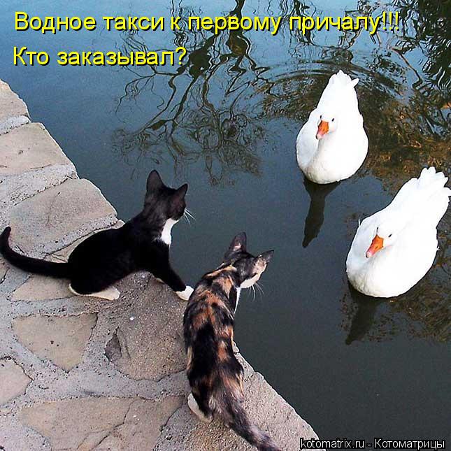 Водное такси к первому причалу!!! Кто заказывал?... Котоматрица: Водное такси к первому причалу!!! Кто заказывал?