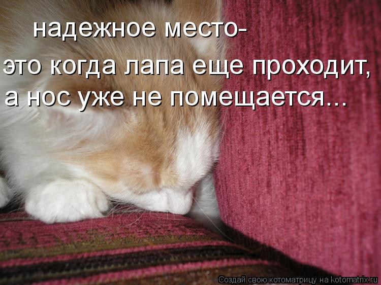 надежное место- это когда лапа еще проходит, а нос уже не помещается...... Котоматрица: надежное место- это когда лапа еще проходит, а нос уже не помещается...