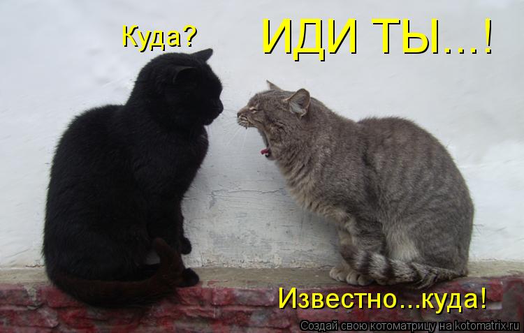 Котоматрица: ИДИ ТЫ...! Куда?  Известно...куда!
