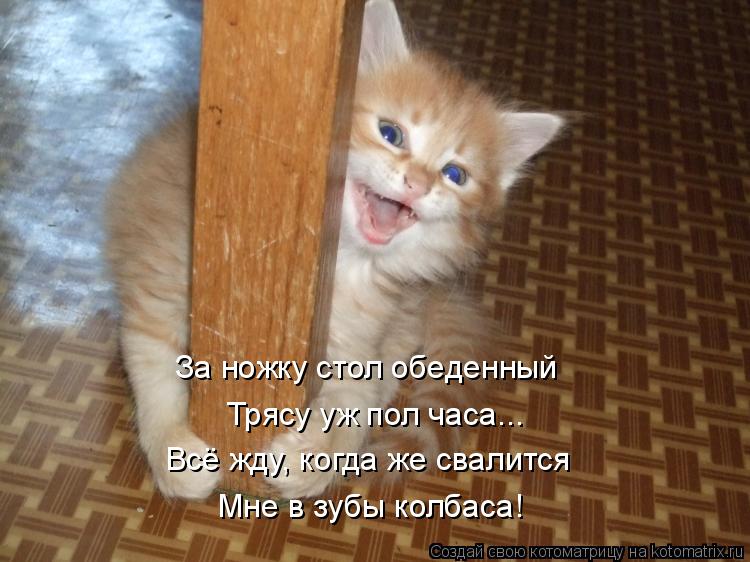 Котоматрица: За ножку стол обеденный  Трясу уж пол часа... Всё жду, когда же свалится  Мне в зубы колбаса!